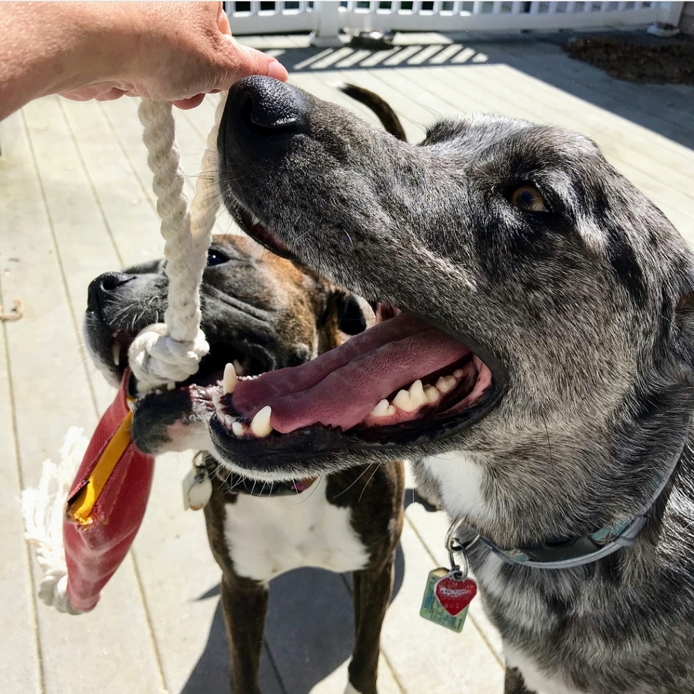 Tug And Go repurposed firehose original Tug - Picture 13 of 15